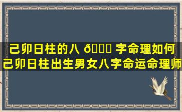 己卯日柱的八 🐘 字命理如何（己卯日柱出生男女八字命运命理师念鲜）